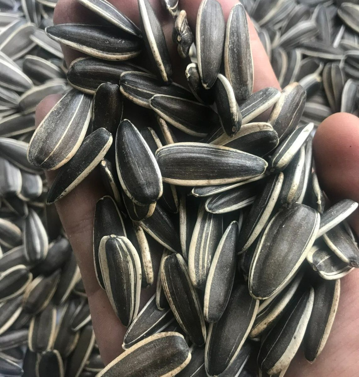 Sunflower Seeds Supplier & Bulk Sunflower Seeds Manufacturer - 图片 2